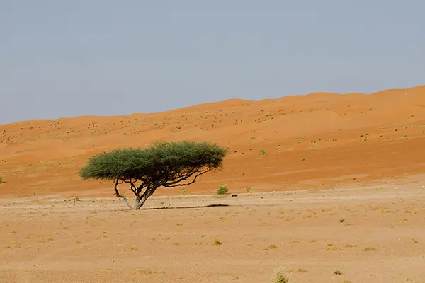 Rent Land in Mina Abdullah Port